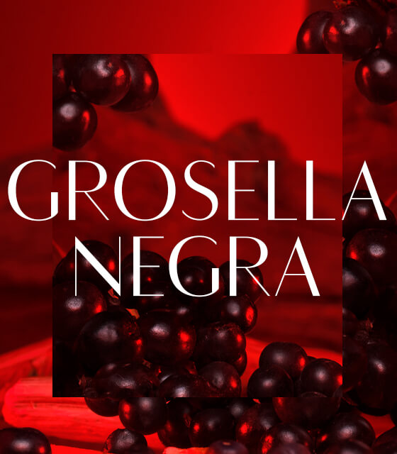 http://Ingrediente%20frutal%20grosella%20negra